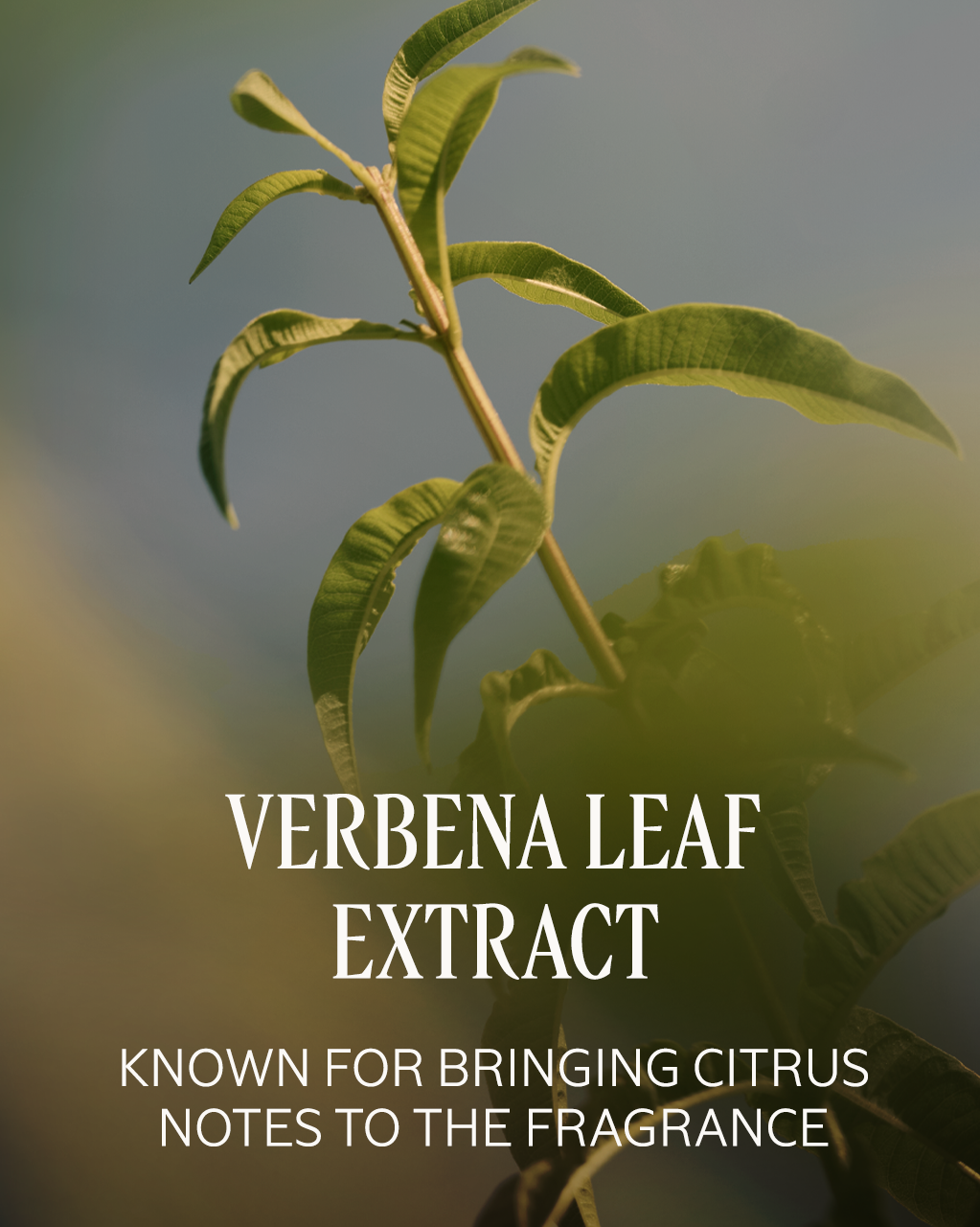 Verveine (Verbena) Eau de Toilette