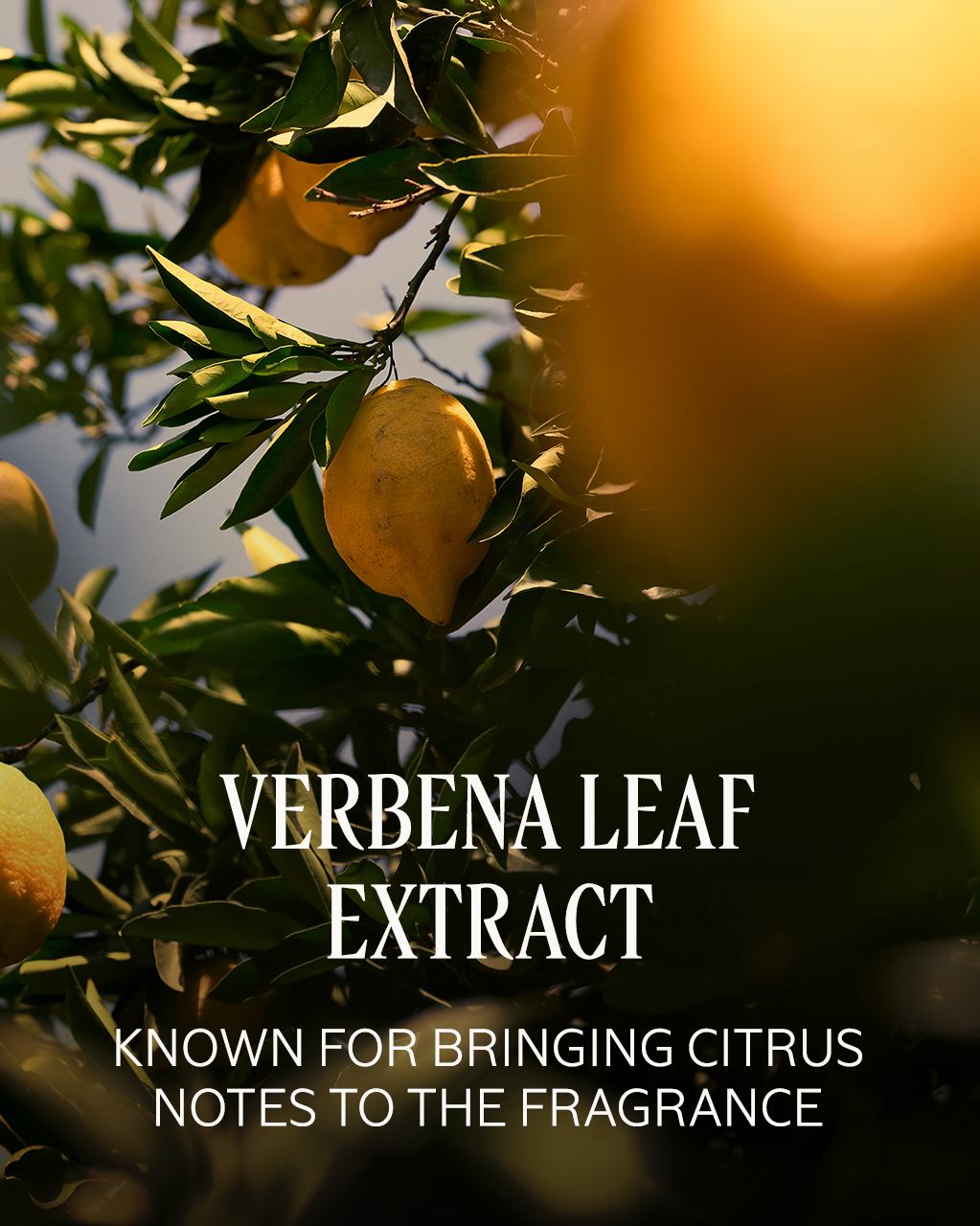 Verveine Agrumes (Citrus Verbena) Perfumed Shower Gel