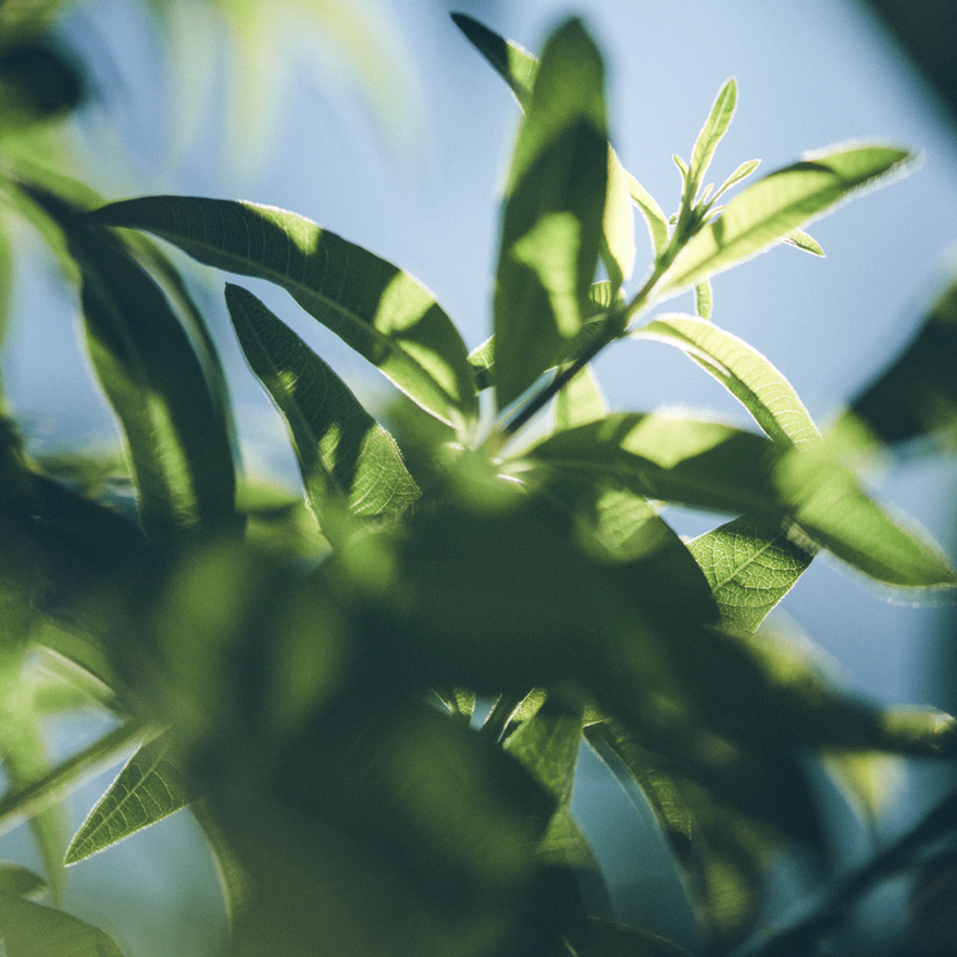 view 4/7 of Verbena Shower Gel Refill, , CARECT