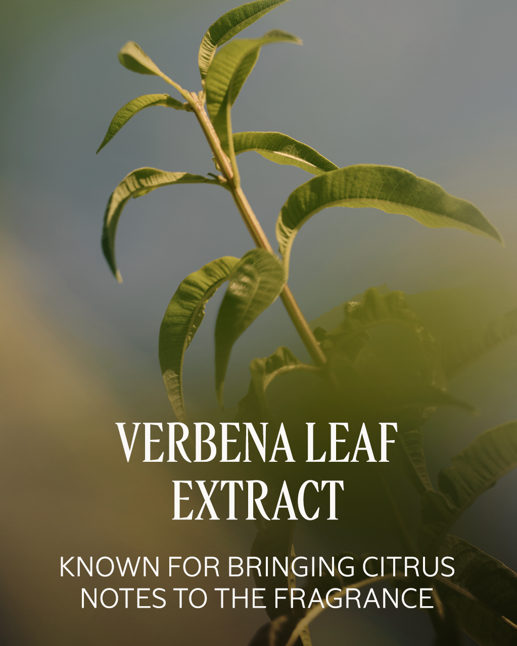 Verveine (Verbena) Refreshing  Hair & Body Mist