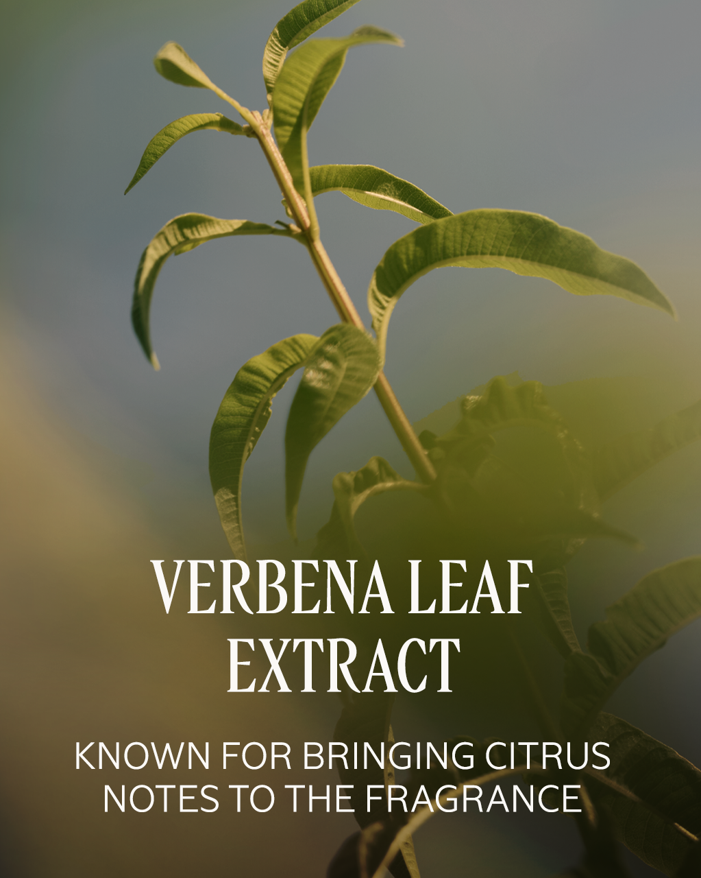 Verveine (Verbena) Perfumed Hand Cream