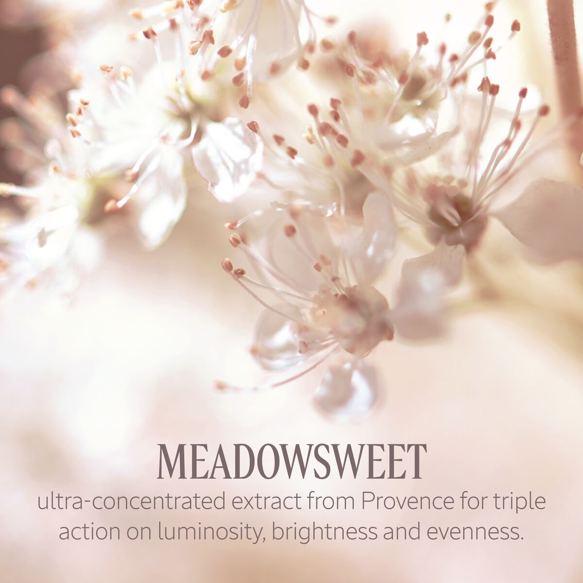 L'occitane - Reine Des Pres Intense Brightening Foam 5 Fl oz