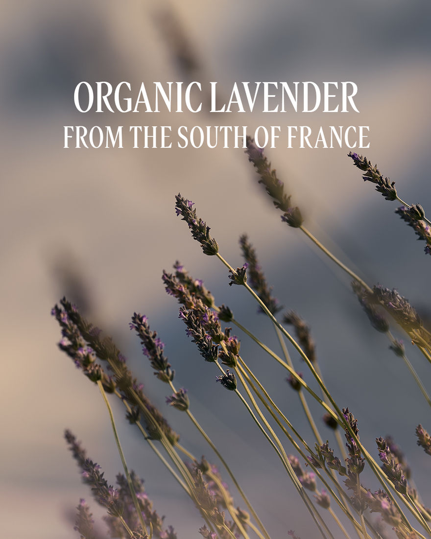 view 3/8 of Lavender Collection, , USRECT