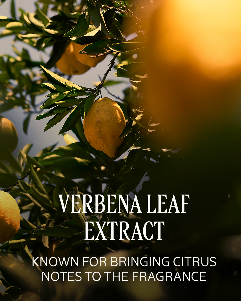 Verveine Agrumes (Citrus Verbena)  Perfumed Body Lotion