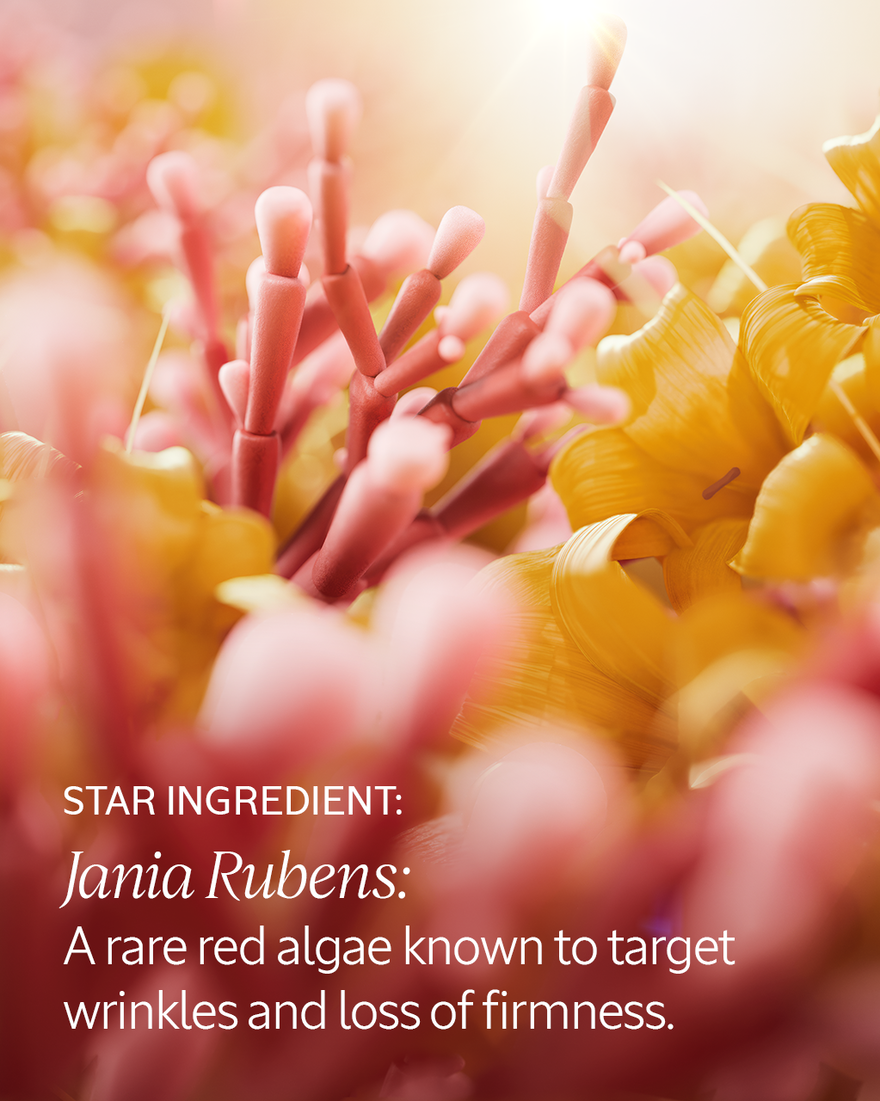 view 4/7 of Immortelle Harmonie Cream, , CARECT