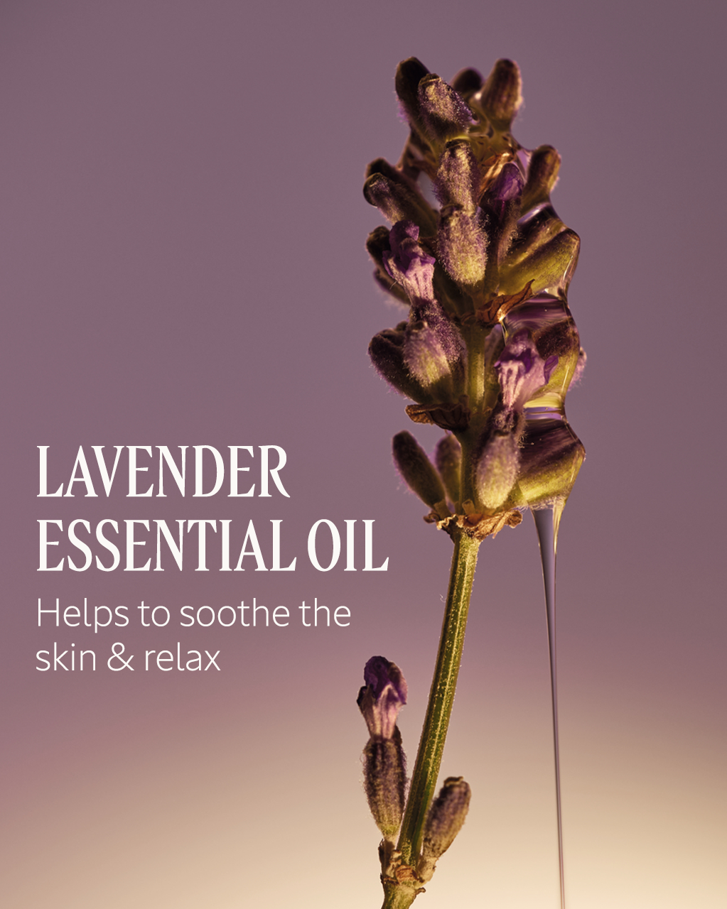 Le Savon Lavender Liquid Hand Soap