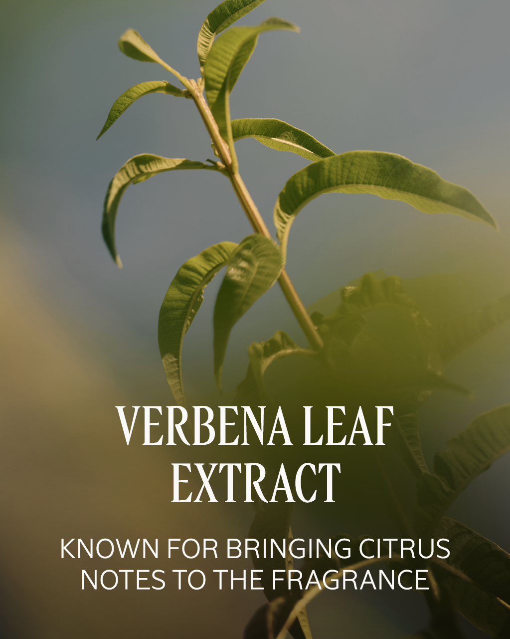 Verveine (Verbena) Perfumed Shower Gel Refill