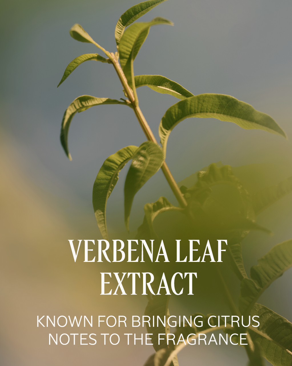 Verveine (Verbena) Perfumed Body Lotion