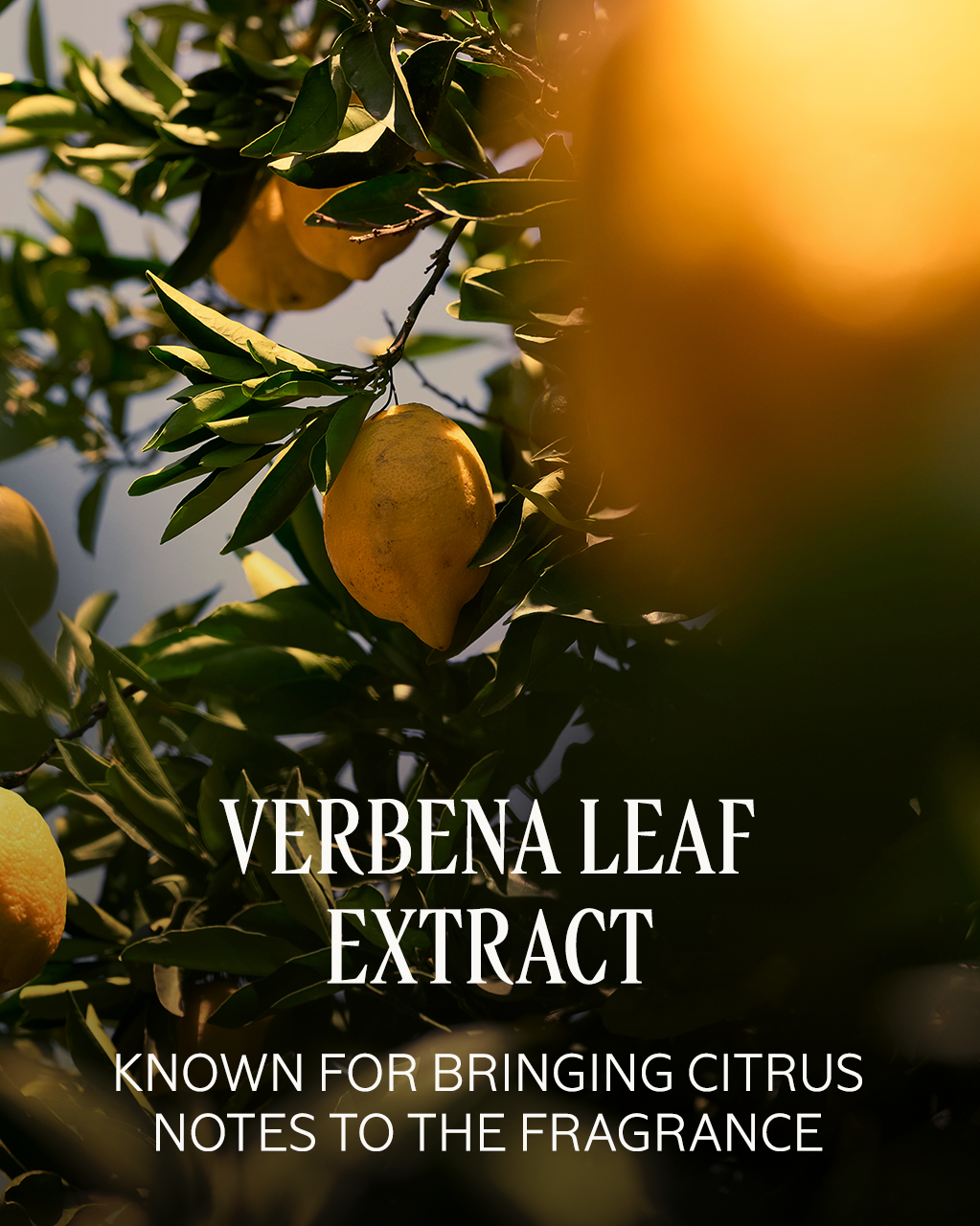 Verveine Agrumes (Citrus Verbena) Eau de Toilette