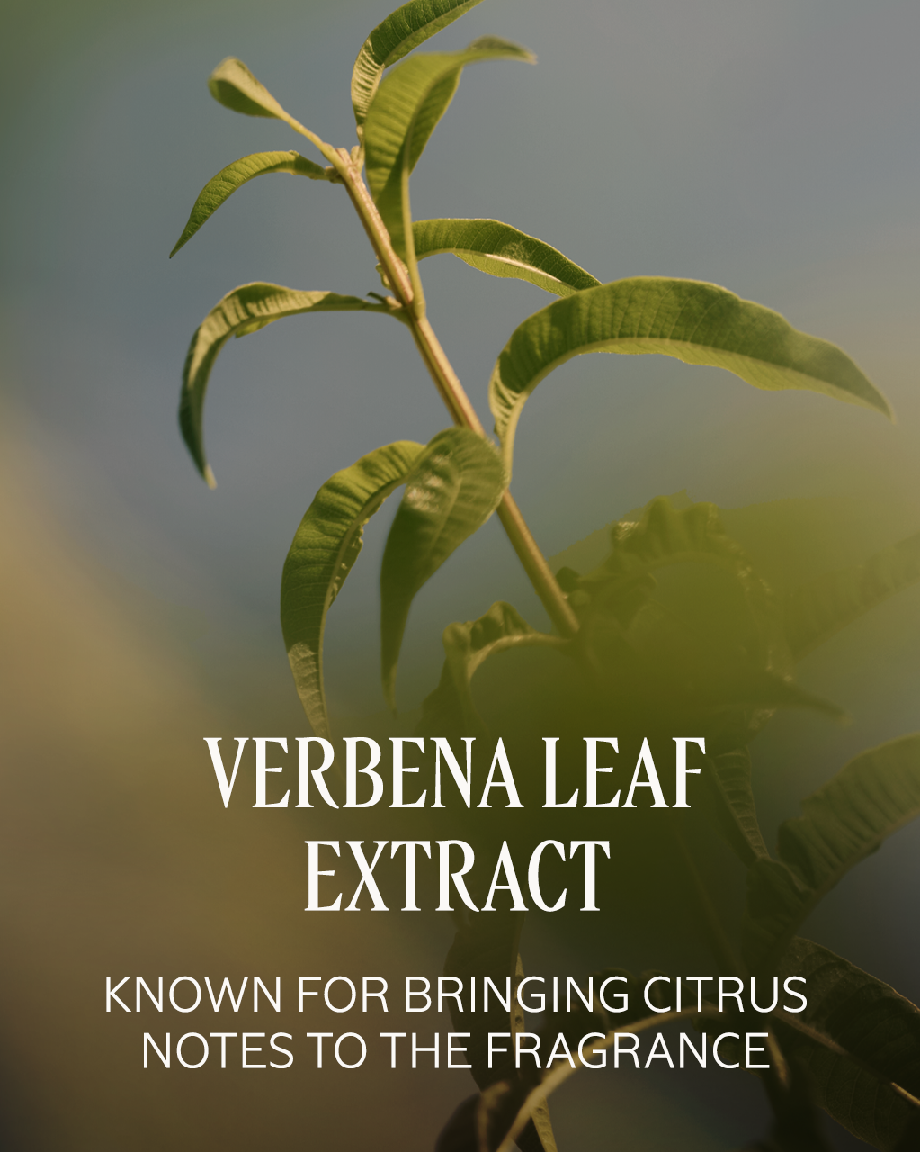 Verveine (Verbena) Roll-On Eau de Toilette
