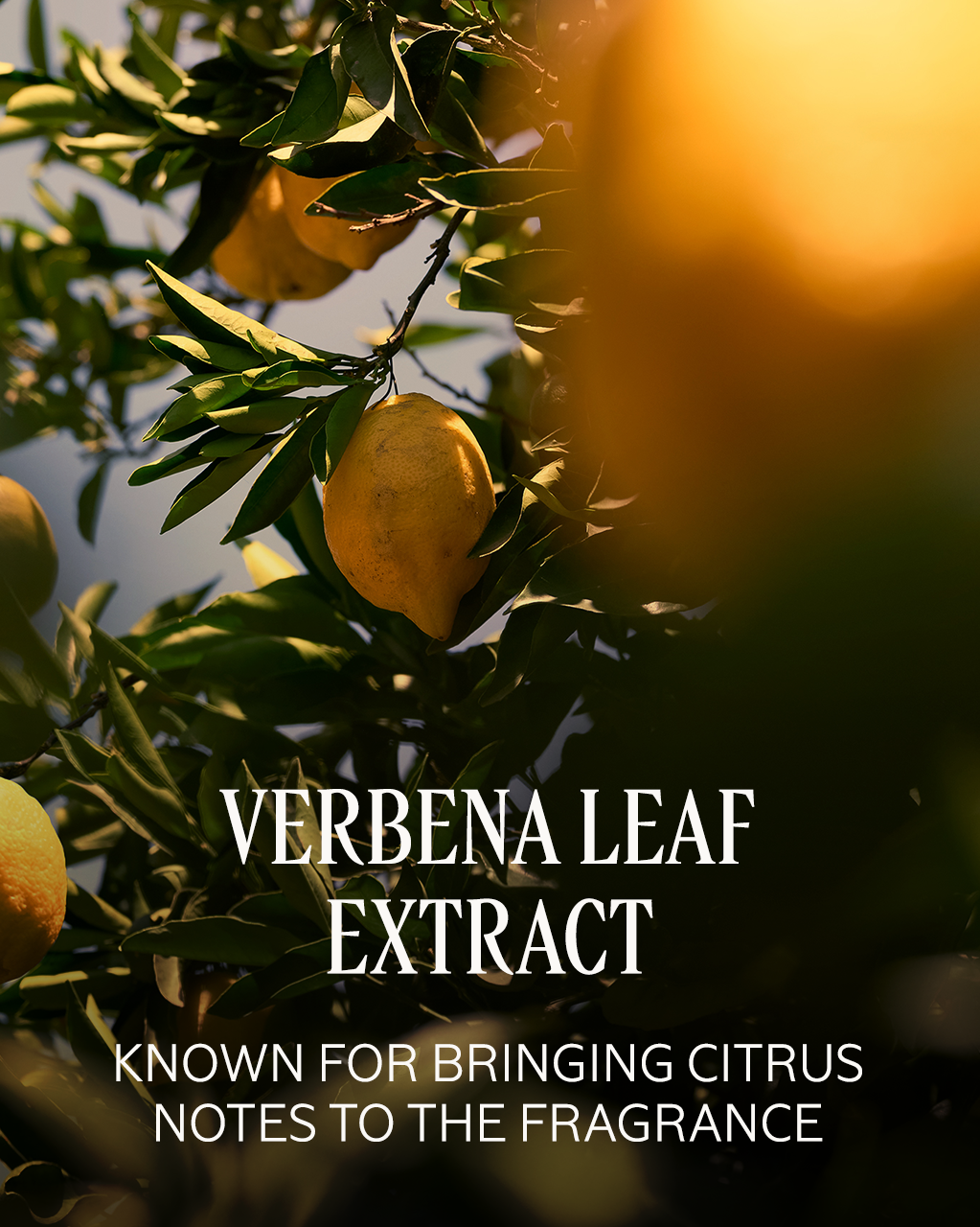 Verveine Agrumes (Citrus Verbena)  Perfumed Hand Cream