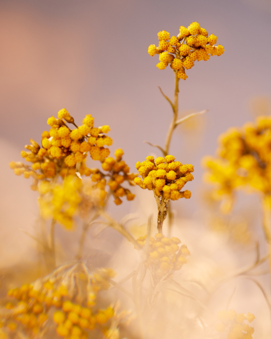 view 4/7 of Immortelle Precious Cleansing Foam, , USRECT